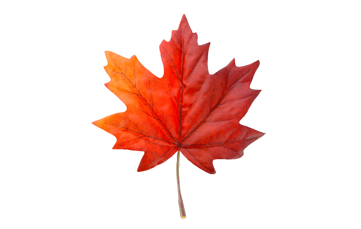 Vibrant red maple leaf on a white background, showcasing intricate veins and natural texture, perfect for autumn-themed designs and nature illustrations.